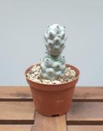 Tephrocactus articulatus Calvus | Ø10,5cm H15cm, Ophalen of Verzenden, Cactus, Minder dan 100 cm
