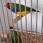 Koppel roodkop goulds, Meerdere dieren, Geringd