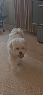 Lieve kleine maltezer, Maltezer, Eén hond, 3 tot 5 jaar, Nederland