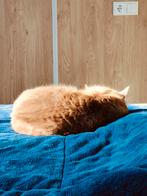 Hele lieve kat (ginger is zijn naam)