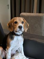 Lieve beagle pup van 5 maanden, Dieren en Toebehoren, Honden | Beagles, Bassets en Lopende honden, Beagle, 15 weken tot 1 jaar