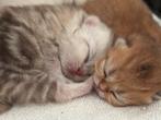 Britse korthaar kittens, Dieren en Toebehoren, Katten en Kittens | Raskatten | Korthaar, Ingeënt, Poes