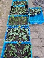 Moestuin planten, Tuin en Terras, Ophalen, Volle zon, Groenteplanten, Eenjarig