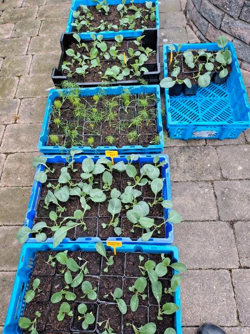 Moestuin planten, Tuin en Terras, Planten | Tuinplanten, Eenjarig, Groenteplanten, Volle zon, Zomer, Ophalen