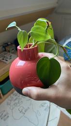 Vaasje met stekje, Ophalen, Halfschaduw, Minder dan 100 cm