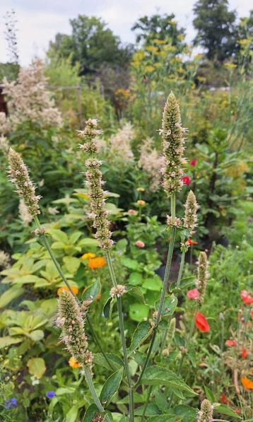 Agastache nepetoides beschikbaar voor biedingen
