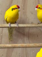 Kakariki gerind vanaf 7 weken, Meerdere dieren