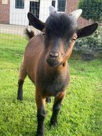 Geitenbokje zoekt nieuw huisje, Dieren en Toebehoren, Schapen, Geiten en Varkens, Geit, 0 tot 2 jaar