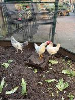 Kippen te koop, Dieren en Toebehoren, Pluimvee, Meerdere dieren, Kip