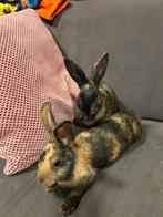 2 jonge konijntjes, Dieren en Toebehoren, Vrouwelijk, Middelgroot, 0 tot 2 jaar