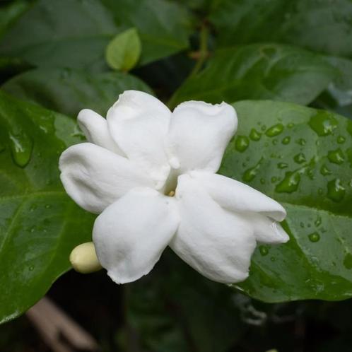 Jasminum Glaucum - echte jasmijn - heerlijk geurende bloemen, Tuin en Terras, Planten | Tuinplanten, Vaste plant, Kruiden, Volle zon