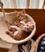 2 Rode Schattige Kittens ( Katers ) Echt erg Lief Di. 7 Wkn., Dieren en Toebehoren, Meerdere dieren, 0 tot 2 jaar, Ontwormd