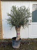 Olijfboom in pot  super dikke stam- mediterrane sfeer, Tuin en Terras, Bloeit niet, 100 tot 250 cm, Olijfboom, Ophalen