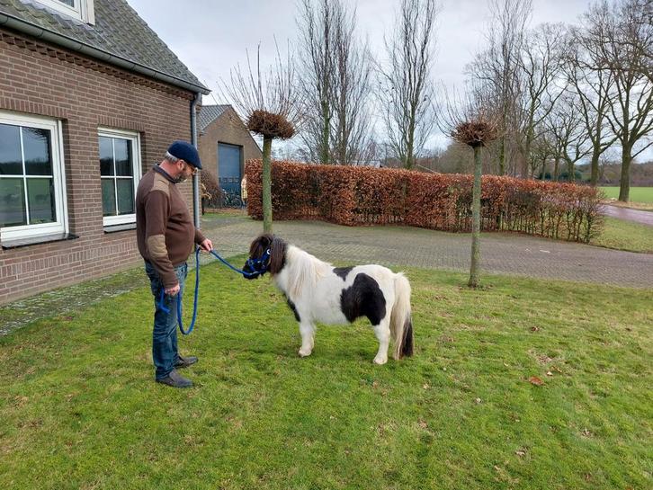 Prachtige mini pony, Dieren en Toebehoren, Pony's, Merrie, Niet van toepassing, A pony (tot 1.17m), Recreatiepony, 3 tot 6 jaar