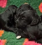 Australian labradoodle pups geboren met stamboom., Overige rassen, CDV (hondenziekte), 8 tot 15 weken, Meerdere