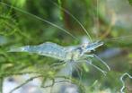 Large ghost shrimp, Dieren en Toebehoren, Kreeft, Krab of Garnaal, Zoetwatervis