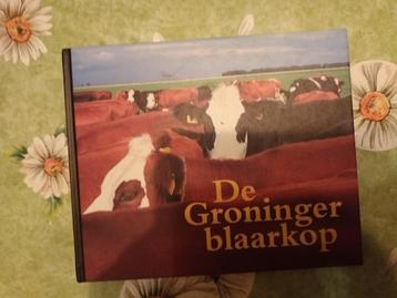 Groninger blaarkop. Koeien landbouw vee zeldzame rassen   beschikbaar voor biedingen