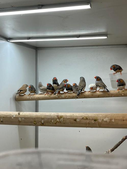 Grote partij kleine Zebravinken, Dieren en Toebehoren, Vogels | Overige Vogels, Tropenvogel, Meerdere dieren, Geringd