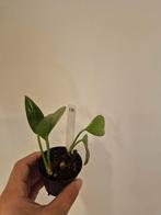 Epipremnum Aureum - Klein Plantje, Ophalen, Overige soorten, Halfschaduw, In pot
