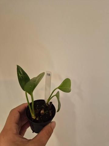 Epipremnum Aureum - Klein Plantje beschikbaar voor biedingen