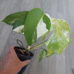 Monstera albo variegata plant 7 bladeren, Ophalen of Verzenden, Overige soorten, Minder dan 100 cm