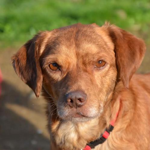 GaGa Animal Care - CADDO (in gastgezin in Son en Breugel NB), Dieren en Toebehoren, Honden | Niet-rashonden, Middel, Reu, Particulier
