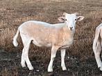 Gezocht: Wiltshirehorn ram lam, Dieren en Toebehoren, Schapen, Geiten en Varkens, Mannelijk, Schaap