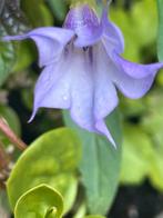 Datura paars, Ophalen of Verzenden, Overige soorten, Volle zon