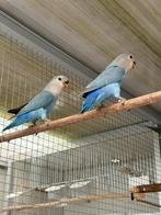 Agapornis roceicollis, Dieren en Toebehoren, Vogels | Parkieten en Papegaaien, Geslacht onbekend, Dwergpapegaai of Agapornis