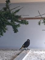 Zwarte sijs mannen correct geringd en met DNA papieren., Mannelijk, Tropenvogel, Geringd