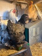 Kippen, Dieren en Toebehoren, Meerdere dieren, Kip