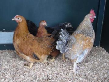 Krielkippen: Sussex - Barnevelder - Welsumer - Australorp - beschikbaar voor biedingen