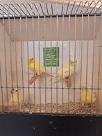 Waterslager kanaries, Dieren en Toebehoren, Vogels | Kanaries, Meerdere dieren, Kleurkanarie