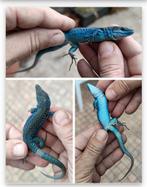 podarcis siculus paulae blauw koppel, Ophalen of Verzenden, Blauw, Handen en Nagels