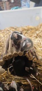 Kleurmuizen, Dieren en Toebehoren, November, Mannelijk