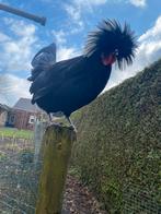 Hollandse kuifhoen hanen  vele leeftijden, Dieren en Toebehoren, Mannelijk, Kip