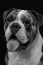 Old english bulldog dekreu, Nederland, Rabiës (hondsdolheid), Reu, 1 tot 2 jaar