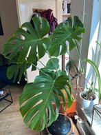 Grote Monstera, Huis en Inrichting, Kamerplanten, Ophalen of Verzenden, Overige soorten, Minder dan 100 cm