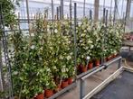 Toscaanse Jasmijn meerdere maten v.a.€5,95, Tuin en Terras, Planten | Struiken en Hagen, Ophalen, Overige soorten, 100 tot 250 cm