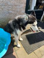 Husky, Dieren en Toebehoren, Particulier, Teef, 1 tot 2 jaar, Nederland