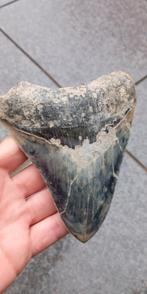 Grote Megalodon haaientand 13 cm fossiel uit Indonesië, Verzamelen, Mineralen en Fossielen, Ophalen of Verzenden, Fossiel