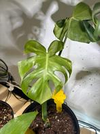 Monstera Contorta - Zeldzame kamerplant, Huis en Inrichting, Kamerplanten, Ophalen of Verzenden, Halfschaduw, Minder dan 100 cm