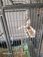 Jong val parkieten 2.5 manden oud, Dieren en Toebehoren, Vogels | Parkieten en Papegaaien, Geslacht onbekend, Parkiet, Tam