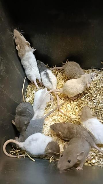 Hele mooie Rex rittens beschikbaar! beschikbaar voor biedingen