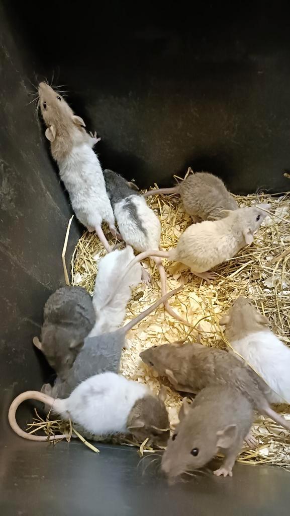 Hele mooie Rex rittens beschikbaar!, Dieren en Toebehoren, Knaagdieren, Meerdere dieren, Rat, Augustus