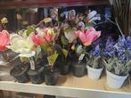 Leuke nep plantjes voor binnen & buiten, Ophalen