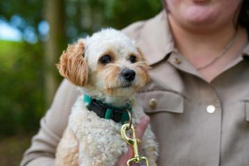 Liefste Dekreu, enorme knuffelkont 🥰 Dekgarantie beschikbaar voor biedingen