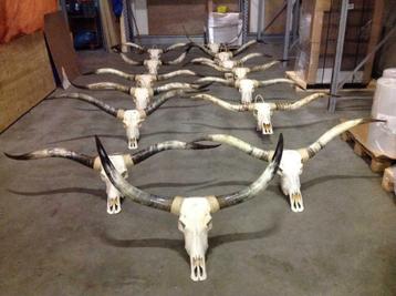 Longhorn schedel, hoorn, gewei, longhorn kop, echte schedel beschikbaar voor biedingen