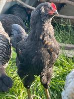 Kleurlegger hanen, Dieren en Toebehoren, Mannelijk, Kip