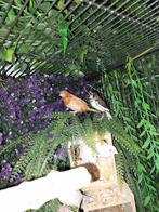 Japanse meeuwtjes., Dieren en Toebehoren, Vogels | Overige Vogels, Meerdere dieren